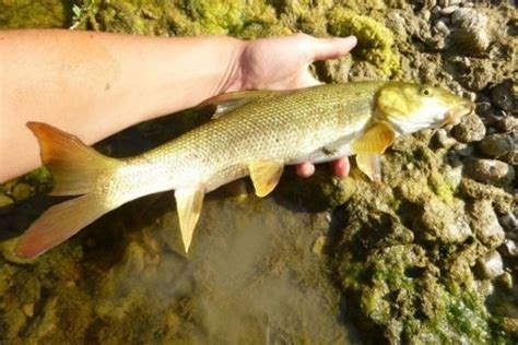 barbau|Barbeau commun, une espèce à pêcher dans les。